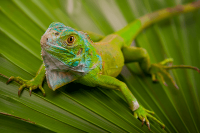 lizard